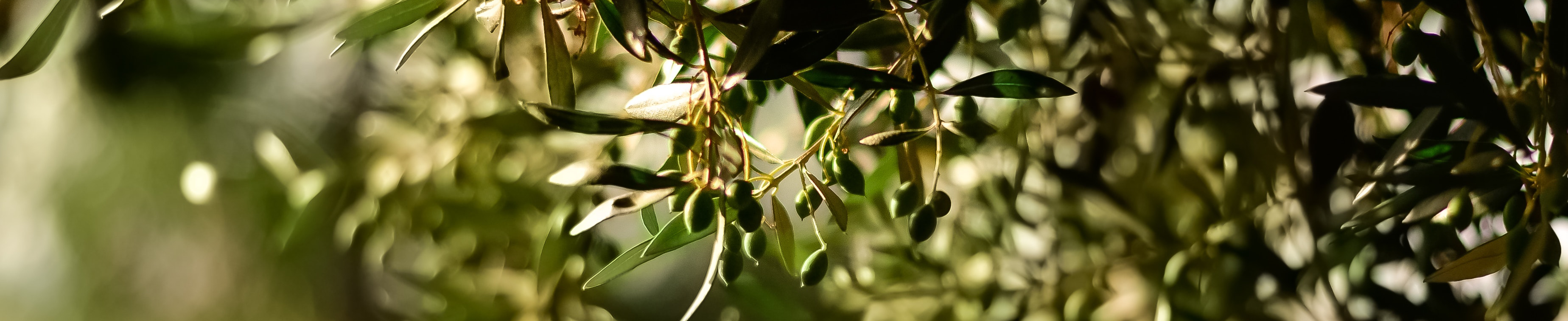 Huile d'olive et olives italiennes
