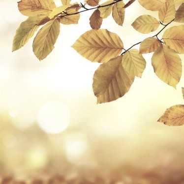 Les 6 astuces de l’automne pour une cure de purification réussie