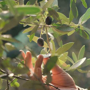 7 avantages de l'extrait de feuille d'olivier