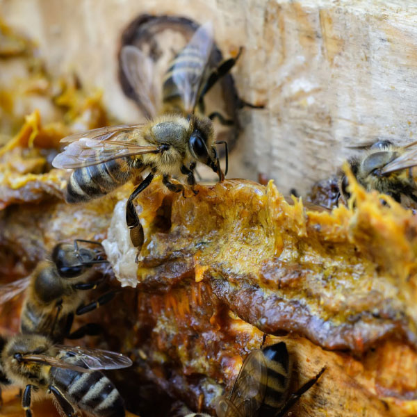 Propolis: supporting bee power in winter