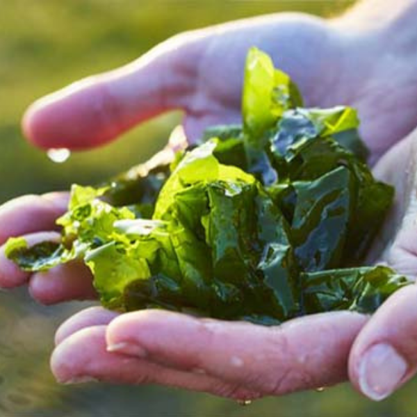 Seaweed: 7 reasons to start eating sea vegetables NOW