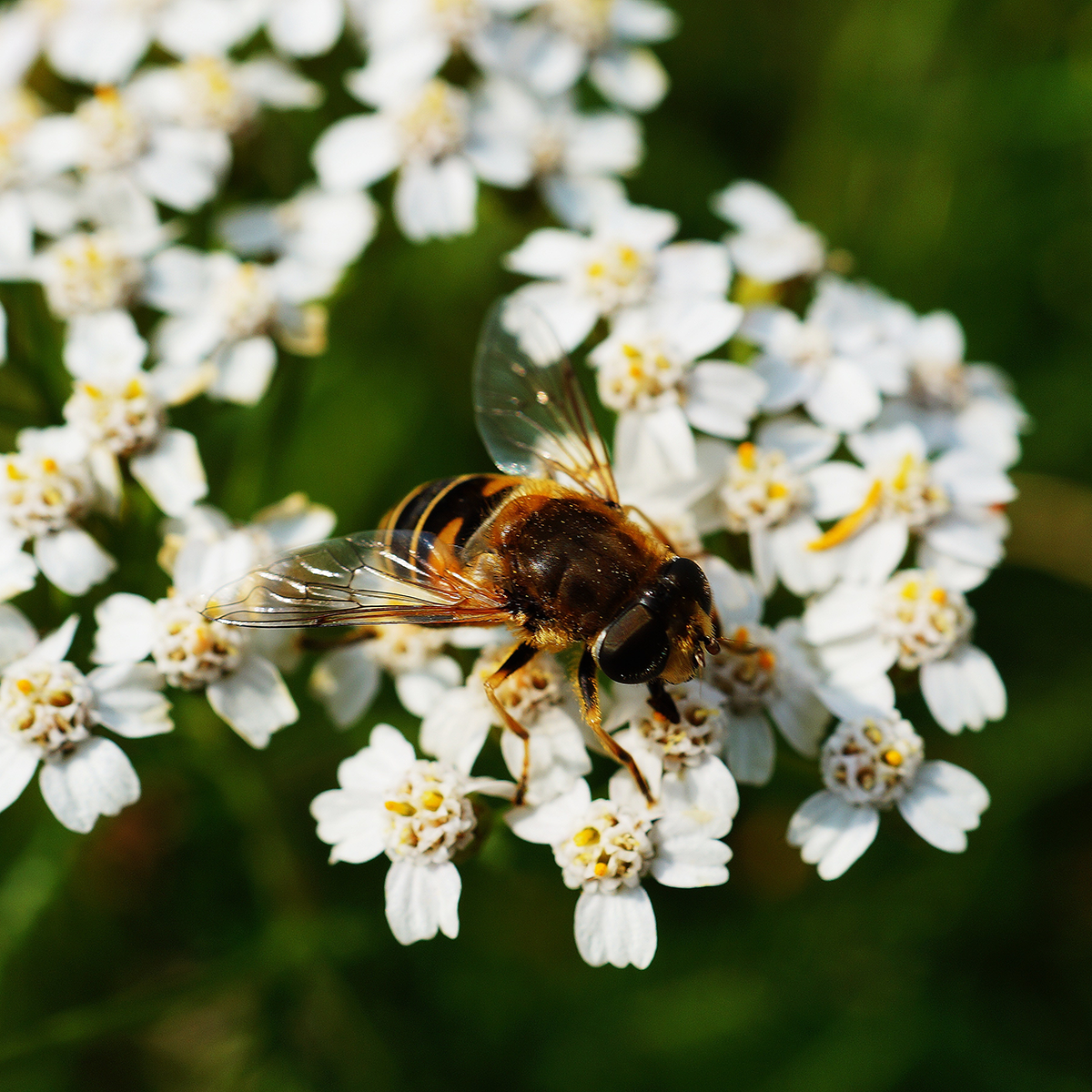 Biologische honing: een natuurlijke zoetstof met tal van voordelen