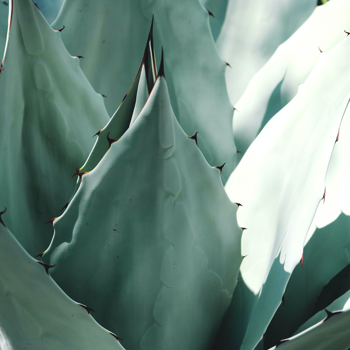 Organic Agave Syrup: A Natural Sugar Alternative with Unique Qualities