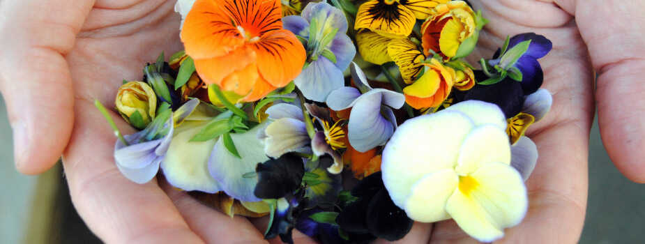 Edible Pansies and 7 Other Edible Flowers for Chefs to Use, Blog