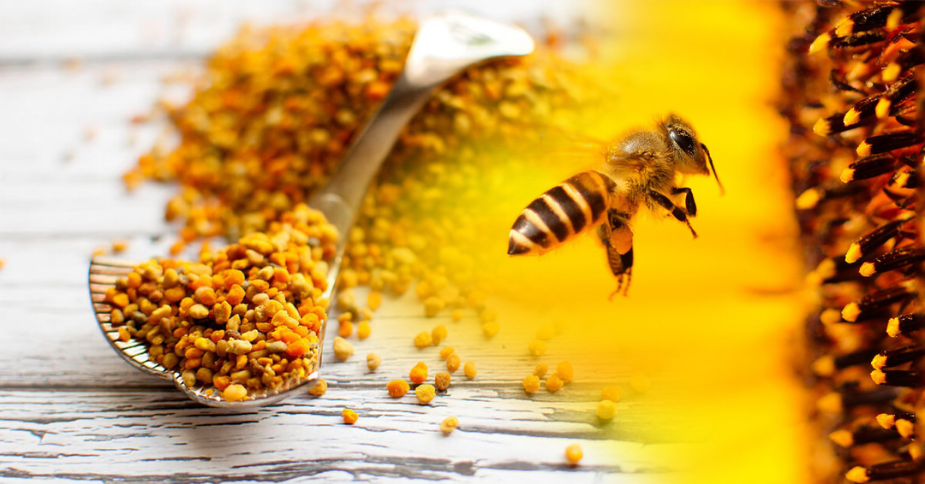 Pollen d'abeille - Achat, usage et bienfaits - L'ile aux épices